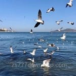 عبدالرحمان